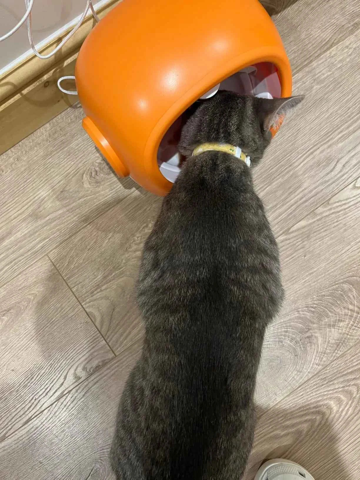 Smart RFID Microchip Pet Feeder with Portion Control & Scheduled Feeding