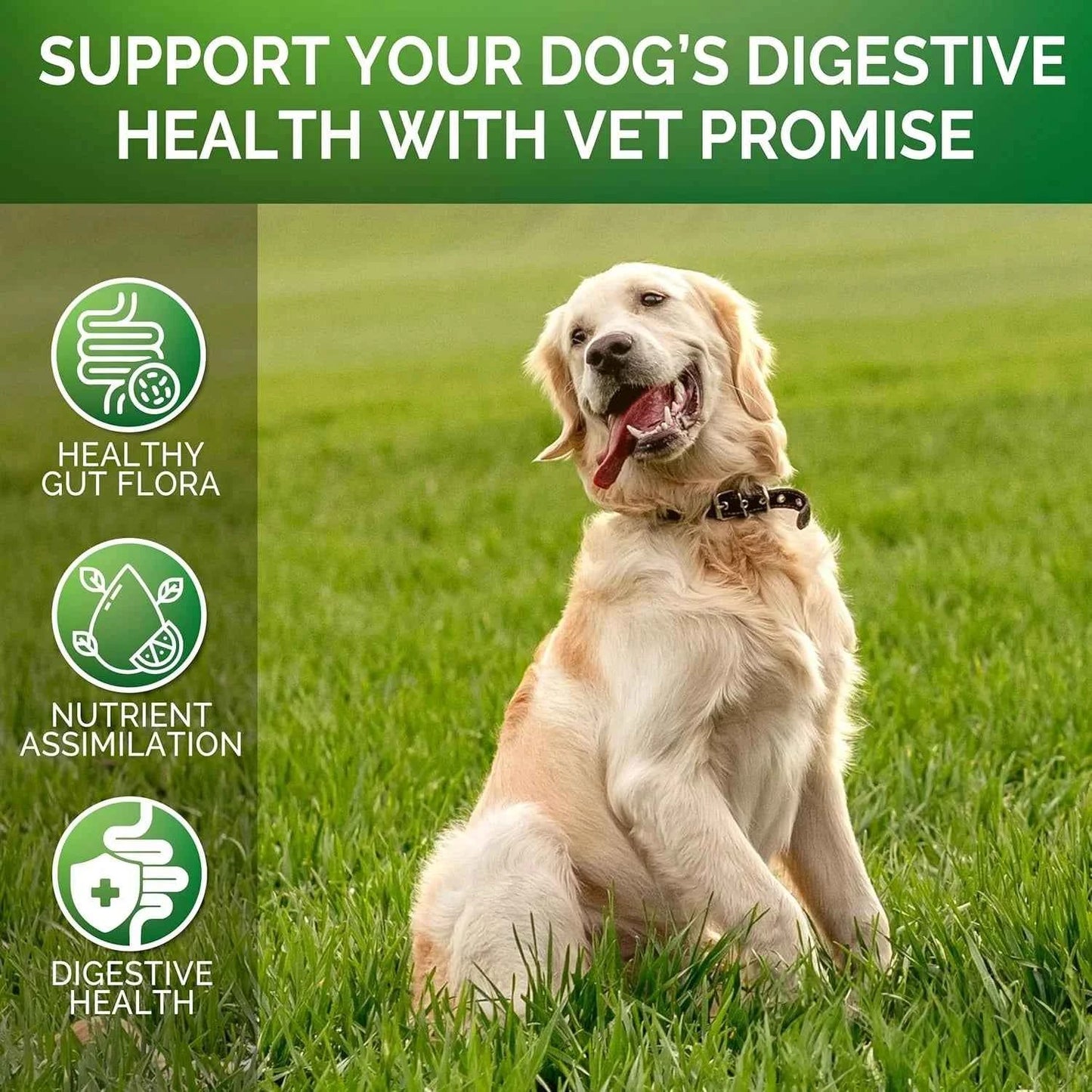 Probiotics for Dogs – 120 Chews Digestive Support for Gut Health & Sensitive Stomach