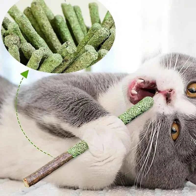 Cat Grass Sticks Indoor Cat Teething Grass Sticks Teething Stick Snacks For Cats Cat Grass Sticks For Hairball Removal - Needora