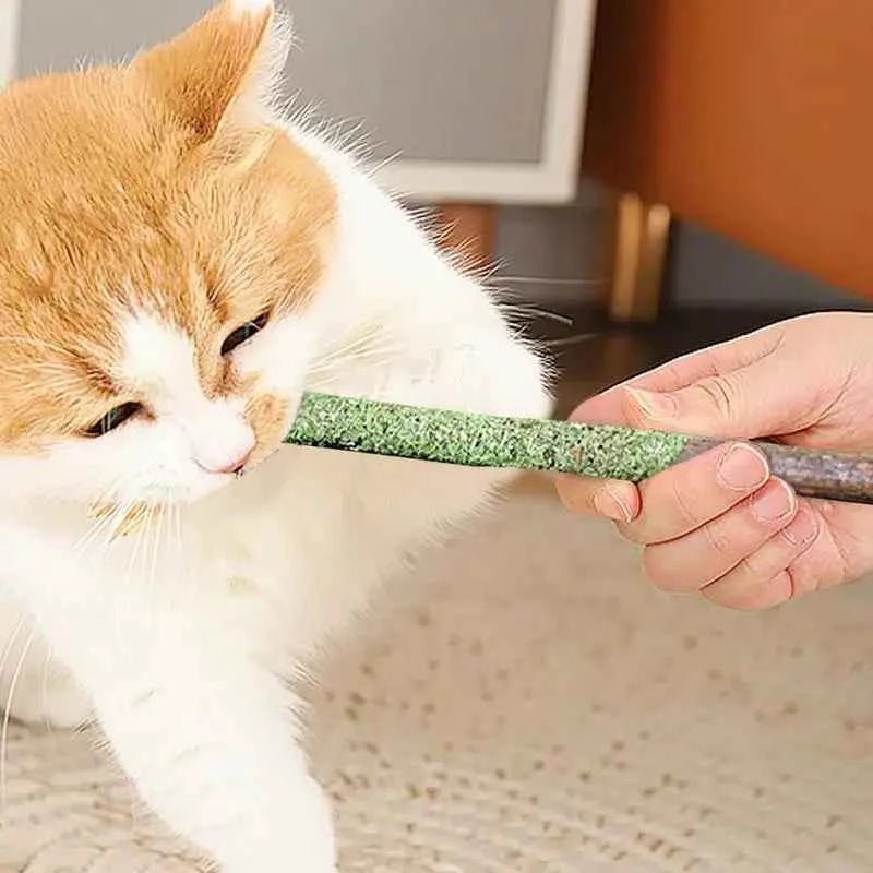 Cat Grass Sticks Indoor Cat Teething Grass Sticks Teething Stick Snacks For Cats Cat Grass Sticks For Hairball Removal - Needora
