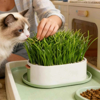 Cat Snack Grass Box Cat Catnip Grass Grow Station Soilless Planting Cat Grass Pot For Kitten Snack Pet Eating - Needora
