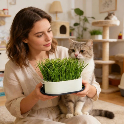 Cat Snack Grass Box Cat Catnip Grass Grow Station Soilless Planting Cat Grass Pot For Kitten Snack Pet Eating - Needora