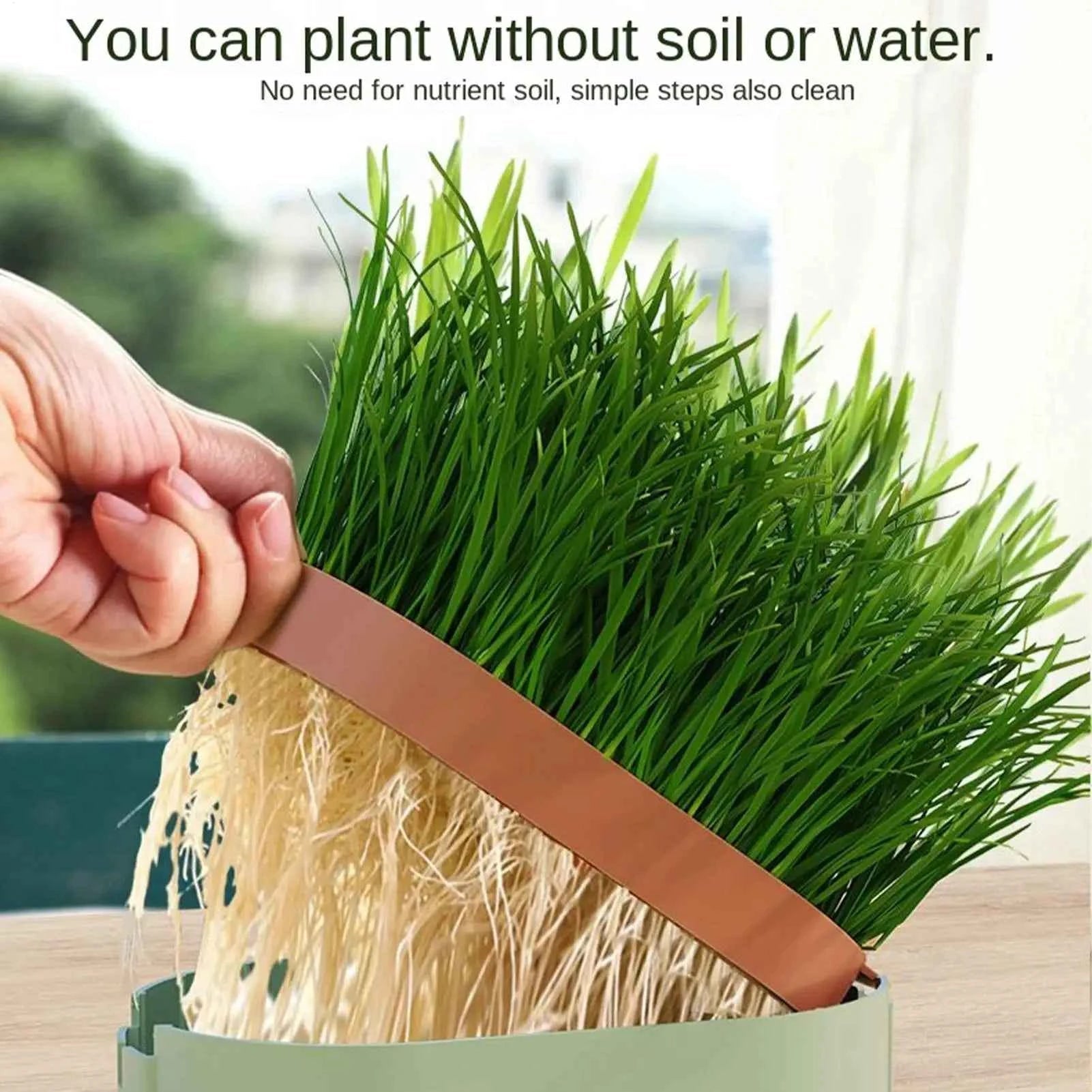 Cat Snack Grass Box Cat Catnip Grass Grow Station Soilless Planting Cat Grass Pot For Kitten Snack Pet Eating - Needora