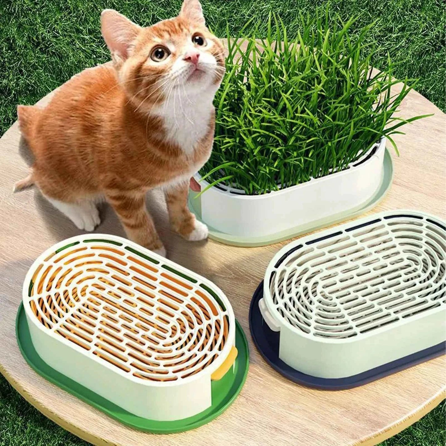 Cat Snack Grass Box Cat Catnip Grass Grow Station Soilless Planting Cat Grass Pot For Kitten Snack Pet Eating - Needora
