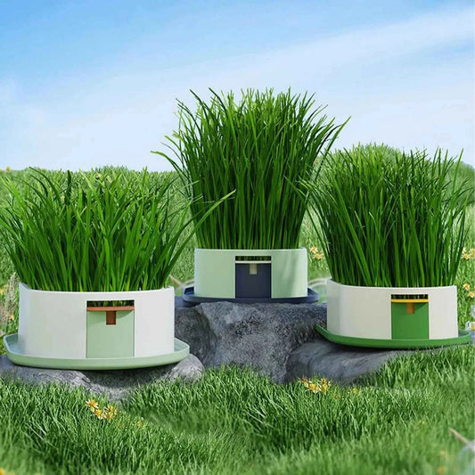 Cat Snack Grass Box Cat Catnip Grass Grow Station Soilless Planting Cat Grass Pot For Kitten Snack Pet Eating - Needora