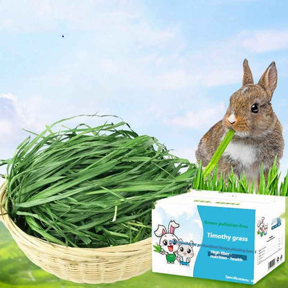 Dried Timothy FCL Hay Snacks Feed Chinchilla Guinea Pig Food Rabbits Pet Products - Needora
