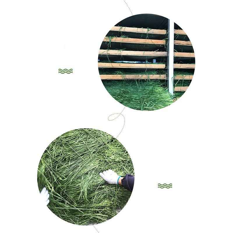 Dried Timothy FCL Hay Snacks Feed Chinchilla Guinea Pig Food Rabbits Pet Products - Needora