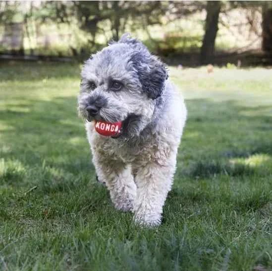 KONG Signature Balls Dog Toy, 2-pack - Needora