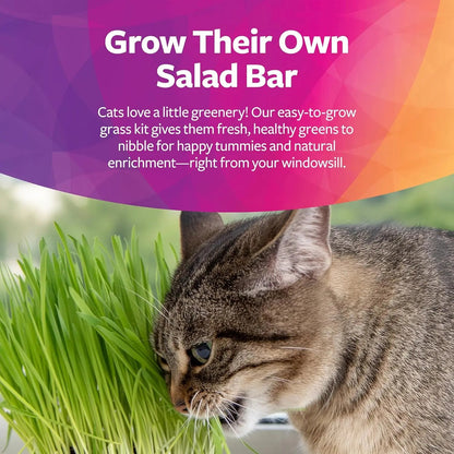 Organic Oat Grass Cat Grow Kit, Easy-to-Grow for Digestion & Hairball Support, All-in-One Solution - Needora