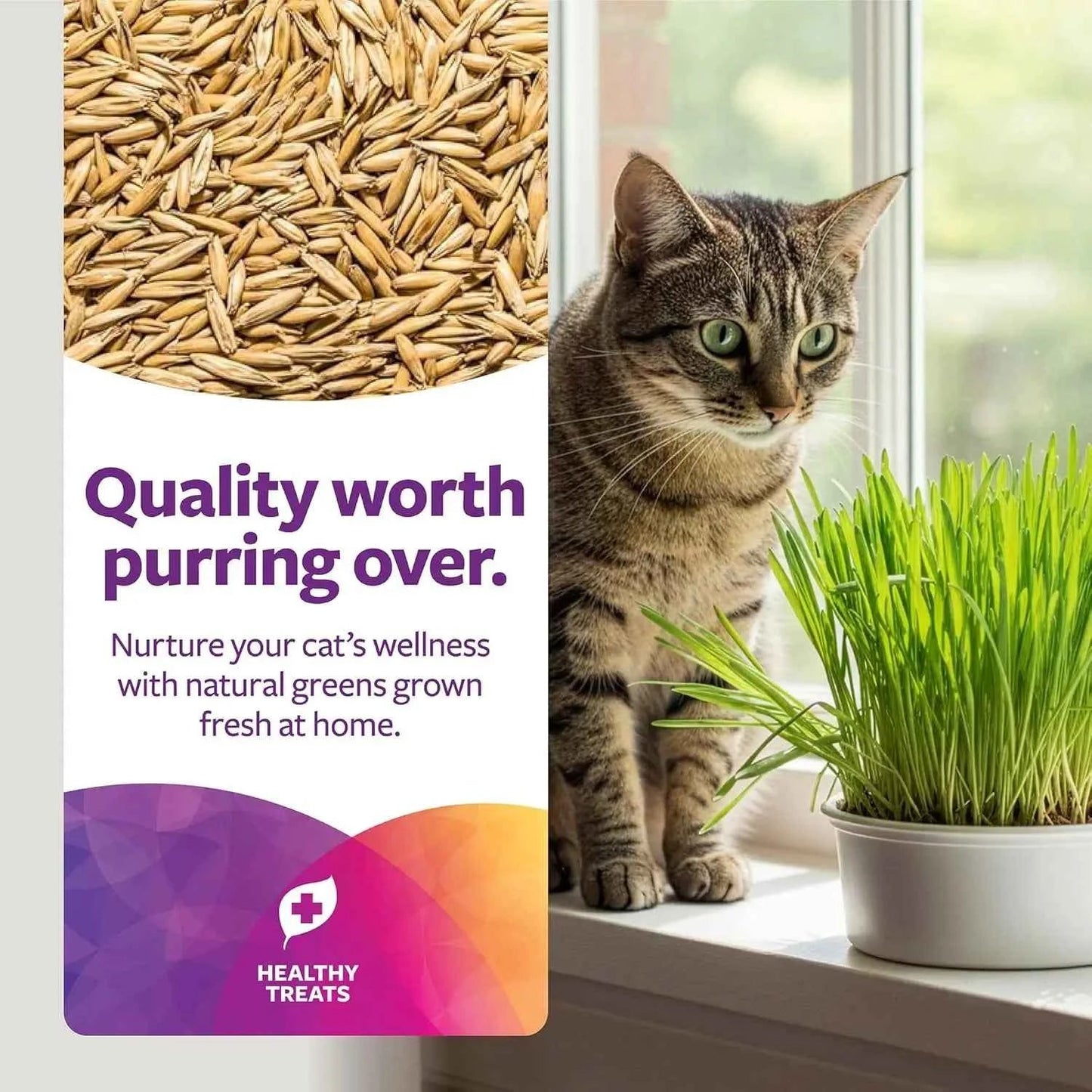 Organic Oat Grass Cat Grow Kit, Easy-to-Grow for Digestion & Hairball Support, All-in-One Solution - Needora
