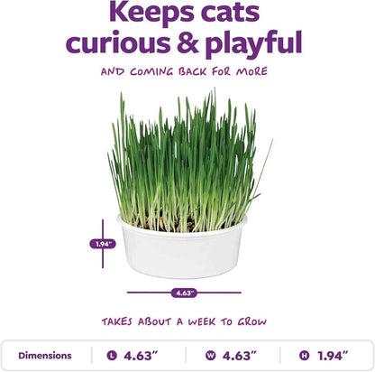 Organic Oat Grass Cat Grow Kit, Easy-to-Grow for Digestion & Hairball Support, All-in-One Solution - Needora
