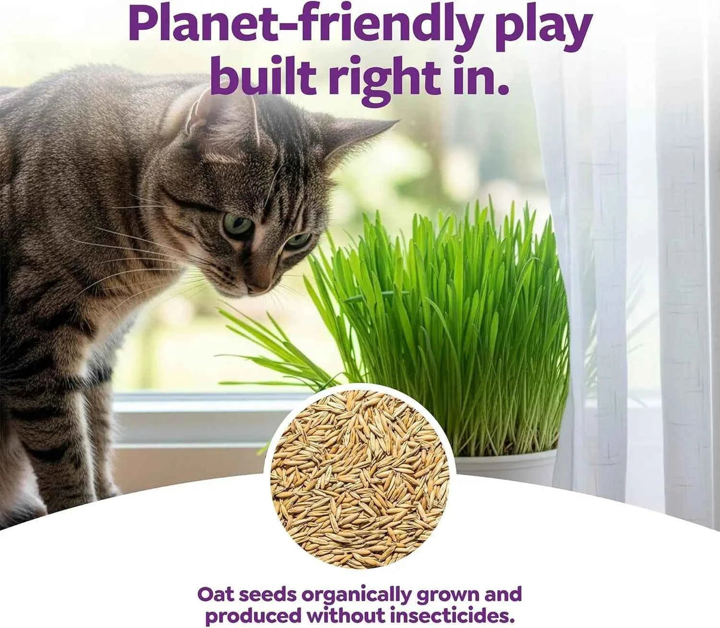 Organic Oat Grass Cat Grow Kit, Easy-to-Grow for Digestion & Hairball Support, All-in-One Solution - Needora