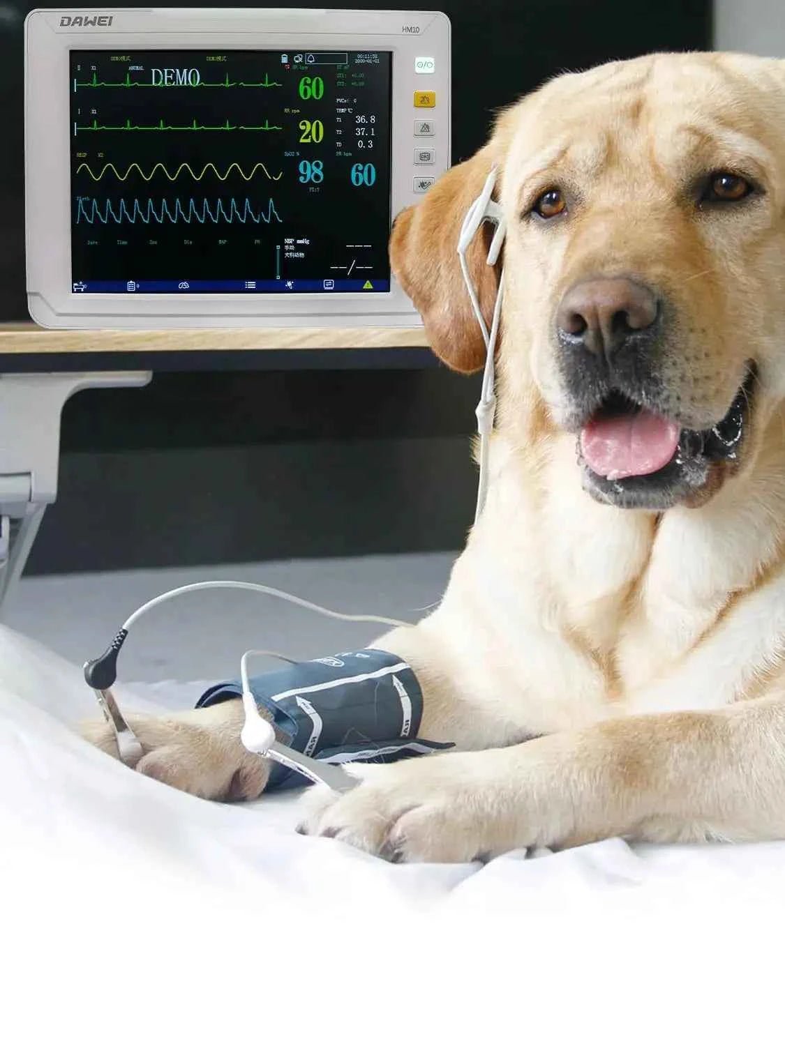 Portable Veterinary Monitor 6 Parameter, 12.1" LCD Big Screen Vet Patient for Pet Dogs Cats Animal Clinic - Needora
