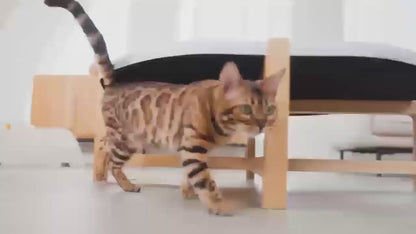 PETAOK Automatic Smart Cat Litter Box – Large 65L, Low Noise, Self‑Cleaning