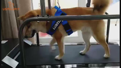 Automatic Dog Treadmill – Indoor Pet Exercise & Training Machine