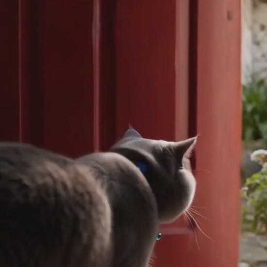AirTag Pet Tracking Bundle — product video
