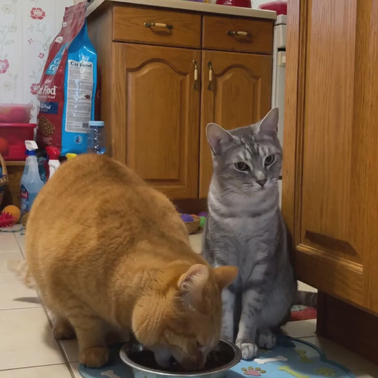 Smart RFID Microchip Pet Feeder — product video