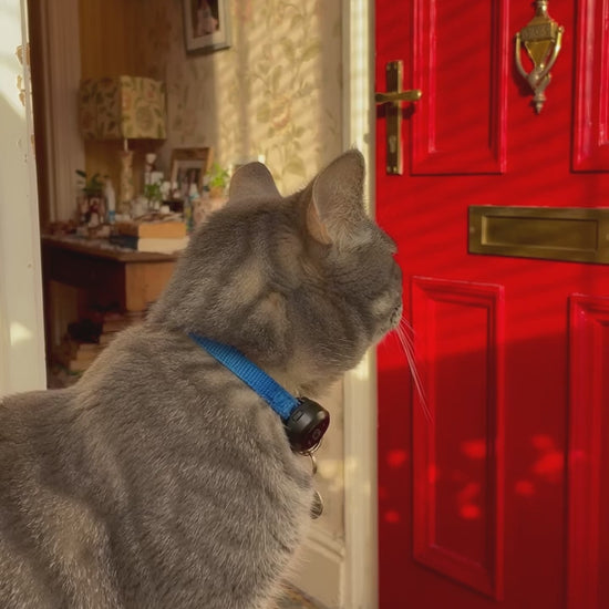 AirTag Pet Tracking Bundle — The Great Escape story video