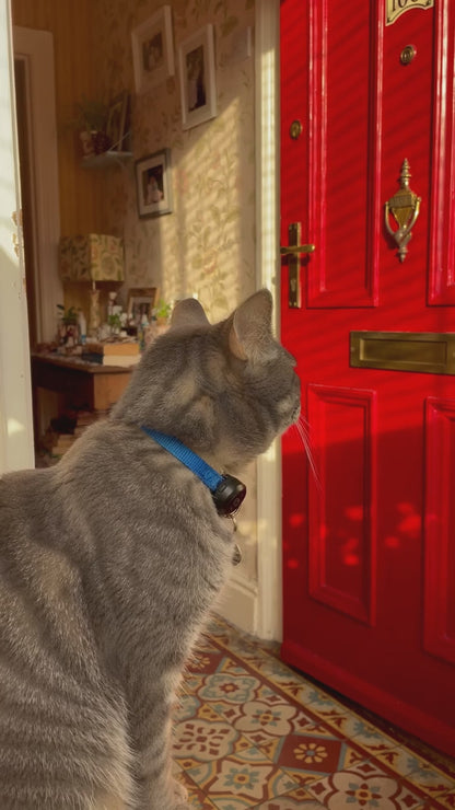 AirTag Pet Tracking Bundle — The Great Escape story video