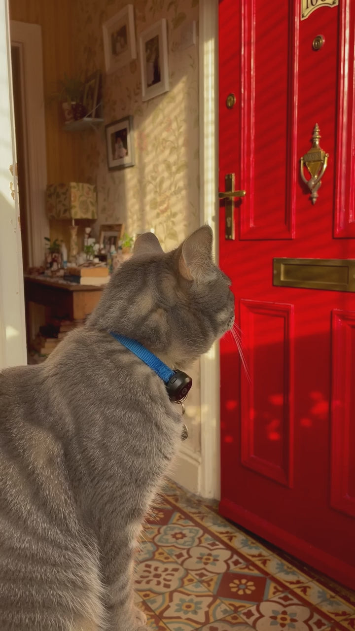 AirTag Pet Tracking Bundle — The Great Escape story video