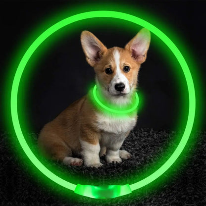 Rechargeable LED Dog Collar Night Walk – in-use lifestyle view